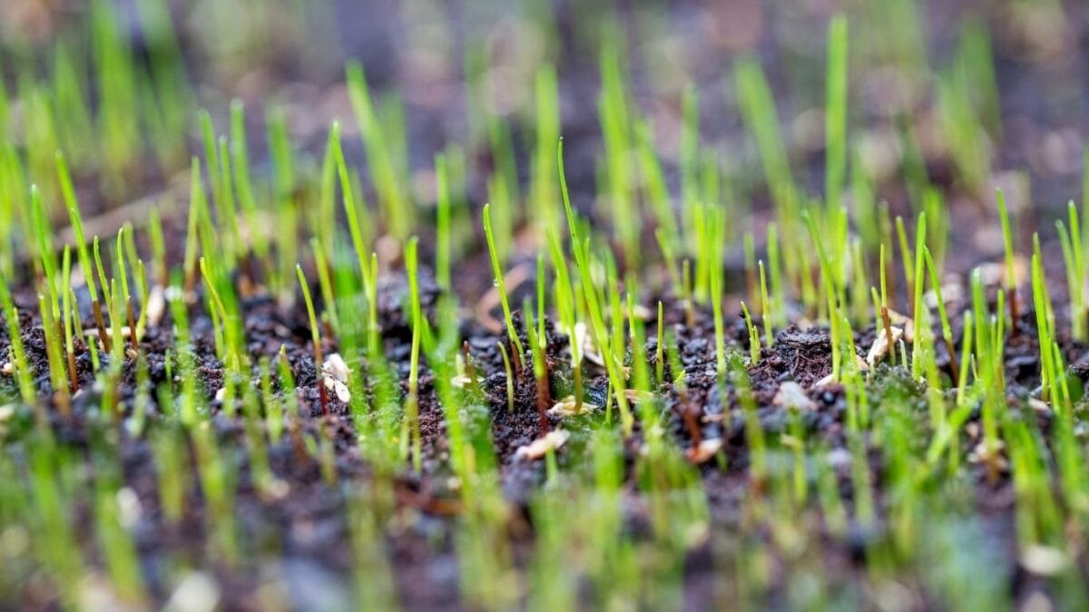 Seeds growing with the help of a germination blanket