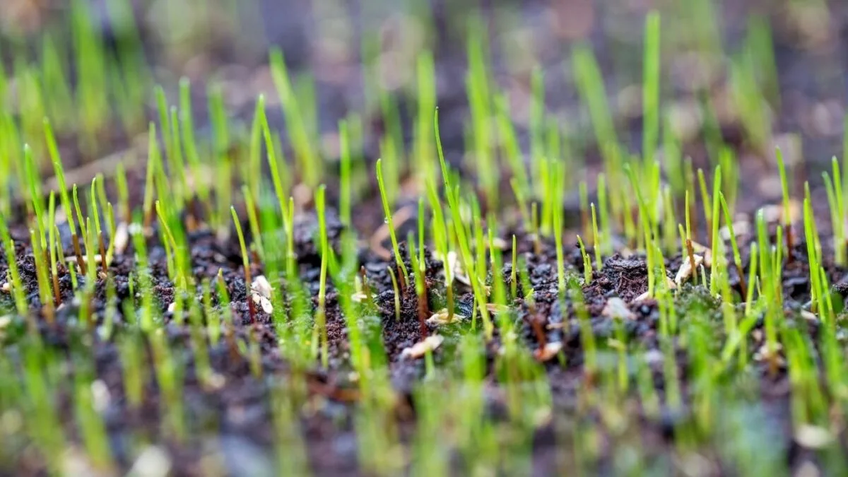 Seeds growing with the help of a germination blanket