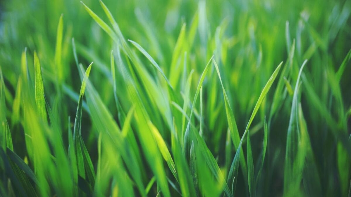 grass blades thriving from heat blankets