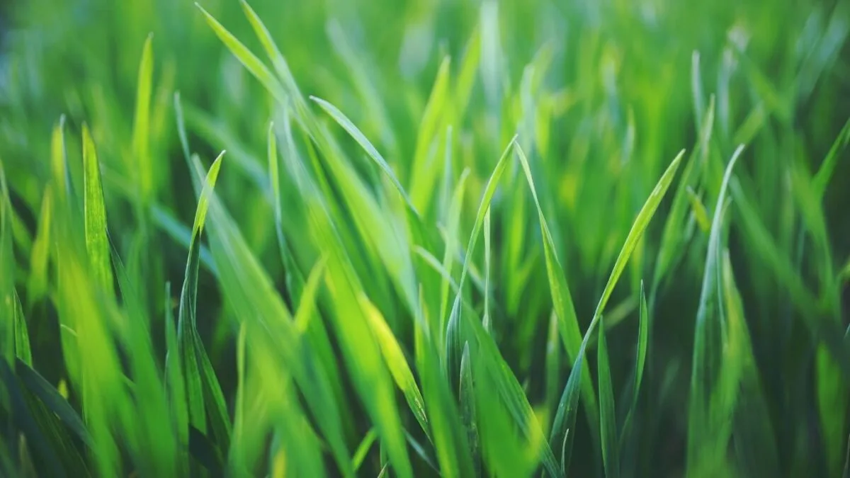 grass blades thriving from heat blankets